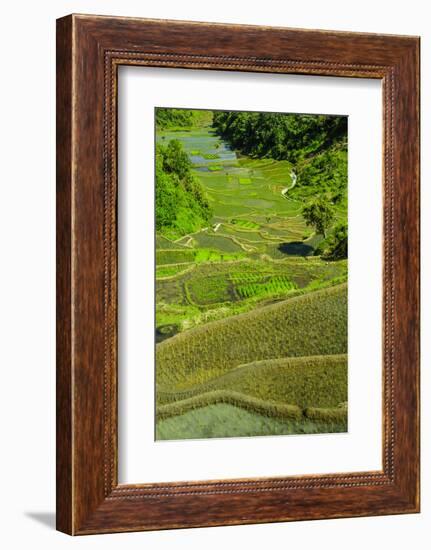 Rice Terraces of Banaue, Northern Luzon, Philippines-Michael Runkel-Framed Photographic Print