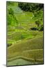 Rice Terraces of Banaue, Northern Luzon, Philippines-Michael Runkel-Mounted Photographic Print