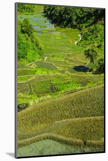 Rice Terraces of Banaue, Northern Luzon, Philippines-Michael Runkel-Mounted Photographic Print