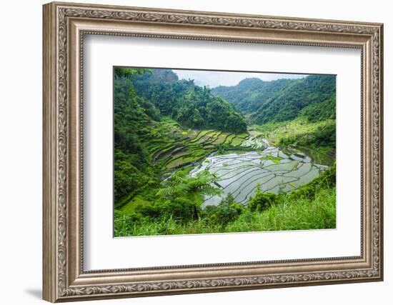 Rice Terraces of Banaue, Northern Luzon, Philippines-Michael Runkel-Framed Photographic Print