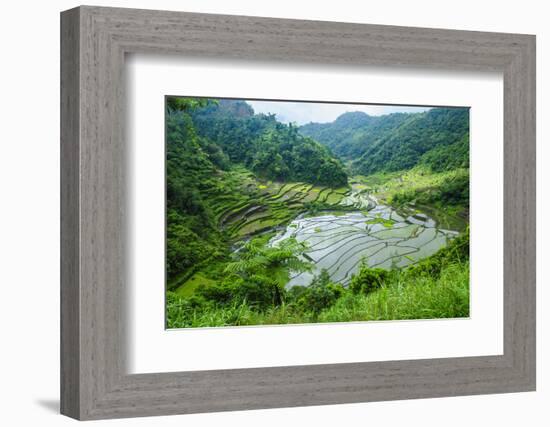 Rice Terraces of Banaue, Northern Luzon, Philippines-Michael Runkel-Framed Photographic Print