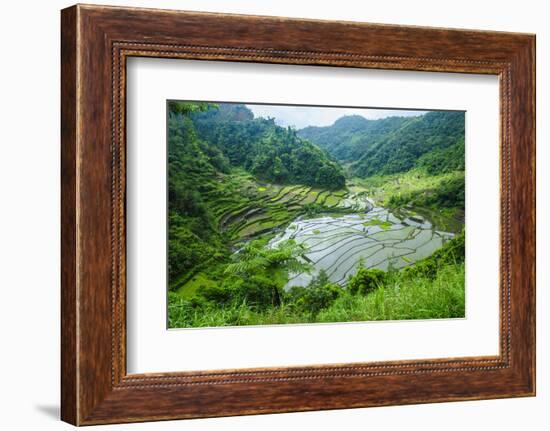 Rice Terraces of Banaue, Northern Luzon, Philippines-Michael Runkel-Framed Photographic Print