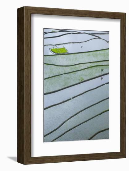 Rice Terraces of Banaue, Northern Luzon, Philippines-Michael Runkel-Framed Photographic Print