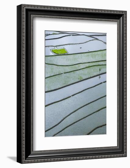 Rice Terraces of Banaue, Northern Luzon, Philippines-Michael Runkel-Framed Photographic Print