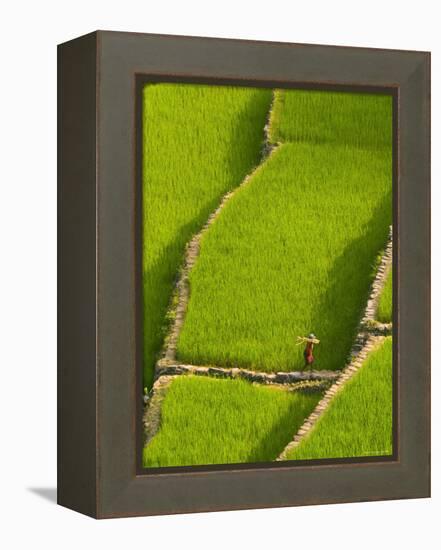 Rice Terraces of Batad at Banaue, Luzon Island, Philippines-Michele Falzone-Framed Premier Image Canvas