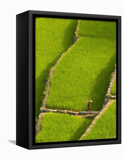 Rice Terraces of Batad at Banaue, Luzon Island, Philippines-Michele Falzone-Framed Premier Image Canvas