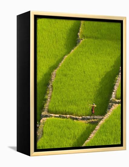 Rice Terraces of Batad at Banaue, Luzon Island, Philippines-Michele Falzone-Framed Premier Image Canvas