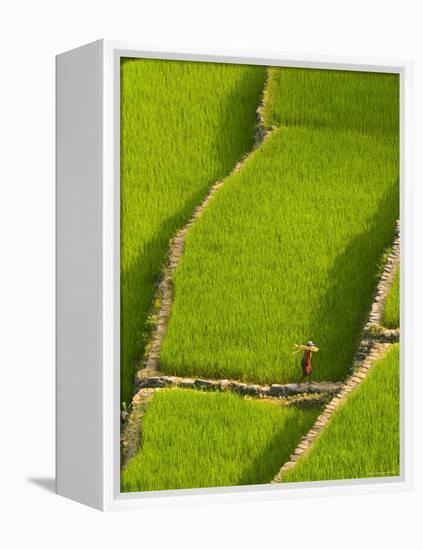 Rice Terraces of Batad at Banaue, Luzon Island, Philippines-Michele Falzone-Framed Premier Image Canvas