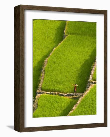 Rice Terraces of Batad at Banaue, Luzon Island, Philippines-Michele Falzone-Framed Photographic Print