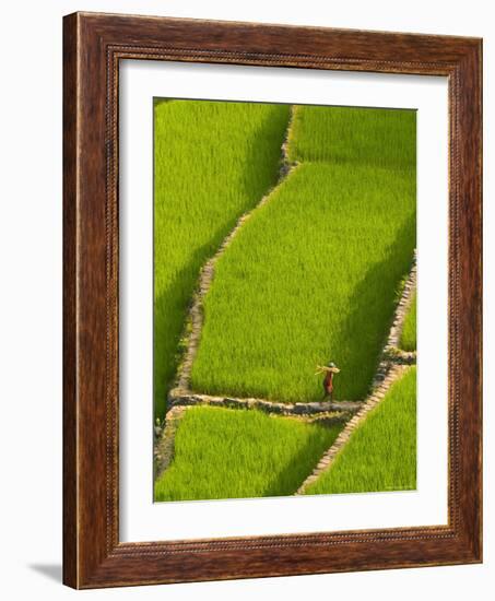 Rice Terraces of Batad at Banaue, Luzon Island, Philippines-Michele Falzone-Framed Photographic Print