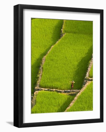 Rice Terraces of Batad at Banaue, Luzon Island, Philippines-Michele Falzone-Framed Photographic Print