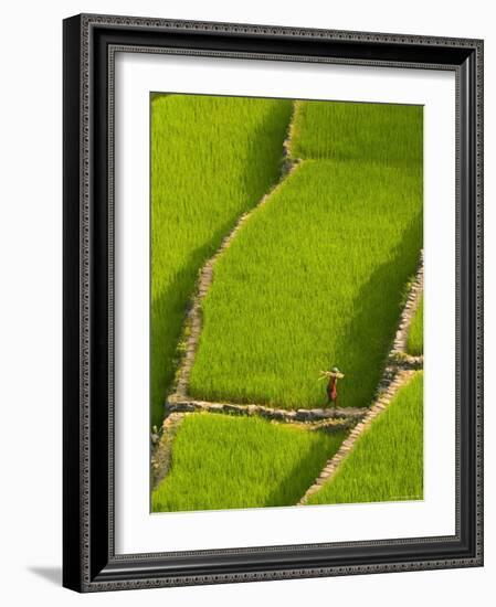 Rice Terraces of Batad at Banaue, Luzon Island, Philippines-Michele Falzone-Framed Photographic Print