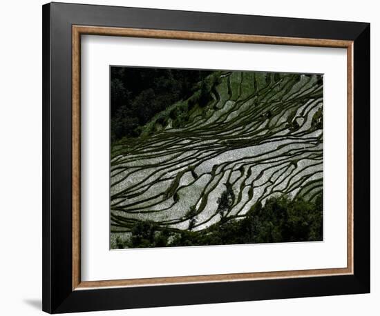 Rice Terraces of the Ailao Mountains, Honghe Prefecture, Yuanyang, Yunnan Province, China-Pete Oxford-Framed Photographic Print