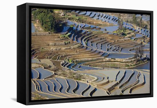 Rice Terraces, Yuanyang County, Honghe, Yunnan Province, China-Peter Adams-Framed Premier Image Canvas