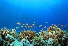 Shoal of Tuna Fish Underwater-Rich Carey-Photographic Print