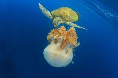 Green Sea Turtle Feeds on Large Pelagic Jellyfish-Rich Carey-Mounted Photographic Print