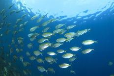 Shoal of Tuna Fish Underwater-Rich Carey-Photographic Print