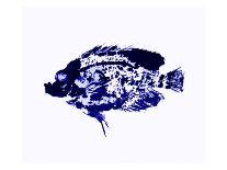 Blue Dapple Fish Print-Rich LaPenna-Giclee Print