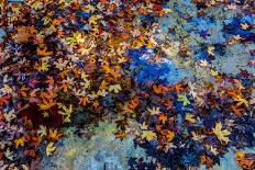 Bright Beautiful Fall Foliage Floating in a Clear Creek from Stunning Maple Trees in Lost Maples St-Richard A McMillin-Framed Photographic Print