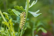 Black swallowtail caterpillar feeding on rue-Richard and Susan Day-Photographic Print