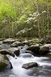 Waterfall with Ferns and Azaleas at Azalea Path Arboretum and Botanical Gardens, Hazleton, Indiana-Richard and Susan Day-Mounted Photographic Print