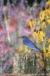 Eastern Bluebird Male on Fence in Flower Garden, Marion, Il-Richard and Susan Day-Photographic Print
