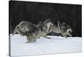 Stretched Canvas Print
