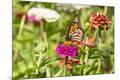 Premium Photographic Print