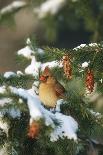 Northern Cardinal Male in Common Winterberry Bush in Winter, Marion County, Illinois-Richard and Susan Day-Photographic Print