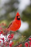 Northern Cardinal Male in Common Winterberry Bush in Winter, Marion County, Illinois-Richard and Susan Day-Photographic Print