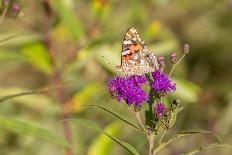 Spicebush swallowtail on swamp milkweed-Richard and Susan Day-Photographic Print