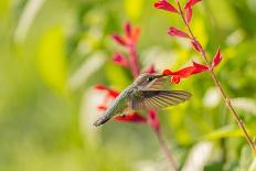 Ruby-throated hummingbird-Richard and Susan Day-Photographic Print