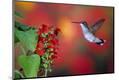 Photographic Print