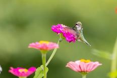 Ruby-throated hummingbird-Richard and Susan Day-Photographic Print