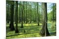 Premium Photographic Print