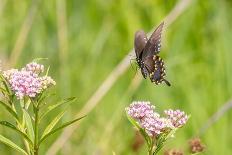 Spicebush swallowtail flying to swamp milkweed-Richard and Susan Day-Photographic Print