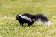 Striped skunk digging for food-Richard and Susan Day-Framed Photographic Print