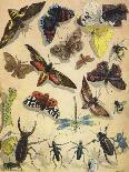 Insects-Richard Andre-Giclee Print
