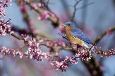 Eastern Bluebird Male in Eastern Redbud, Marion, Illinois, Usa-Richard ans Susan Day-Photographic Print