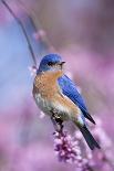 Eastern Bluebird Male in Eastern Redbud, Marion, Illinois, Usa-Richard ans Susan Day-Photographic Print