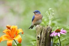 Eastern Bluebird Male on Fence Post, Marion, Illinois, Usa-Richard ans Susan Day-Photographic Print