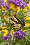 Eastern Tiger Swallowtail Butterfly on Butterfly Bush, Marion Co., Il-Richard ans Susan Day-Photographic Print
