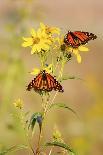 Monarch Butterflies, Prairie Ridge Sna, Marion, Illinois, Usa-Richard ans Susan Day-Photographic Print