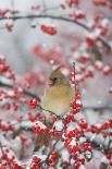 Northern Cardinals in Common Winterberry, Marion, Illinois, Usa-Richard ans Susan Day-Photographic Print