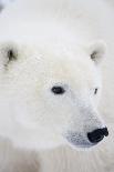 Polar Bear, Churchill, Mb Canada-Richard ans Susan Day-Photographic Print