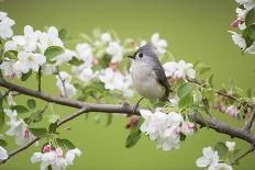 Tufted Titmouse in Crabapple Tree in Spring. Marion, Illinois, Usa-Richard ans Susan Day-Photographic Print