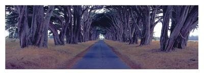Monterey Cypress Trees, Point Reyes, California-Richard Berenholtz-Art Print