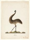 The Emu, 1820-Richard Browne-Laminated Giclee Print