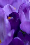 Close Up of Crocus-Richard Bryant-Photographic Print