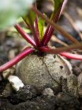 Beetroot in a Vegetable Patch-Richard Church-Framed Photographic Print